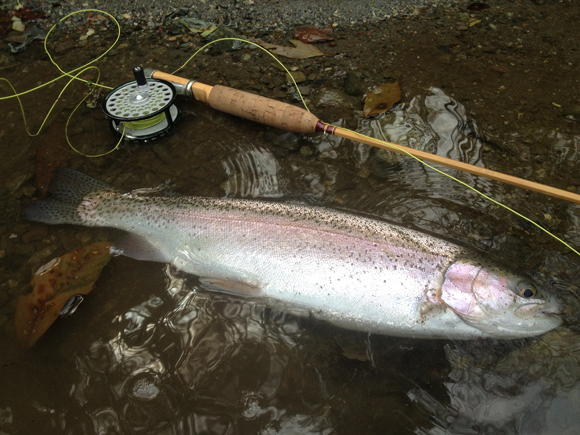 こんなの釣りました。また来よう。