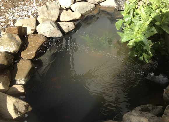 カンカンの直射日光があたると水はさらに勢いよく噴出した。水流は池の幅をかるがると飛び越えて対岸まで届いていしまった。 中年のおっさんにはこの勢いはなつかしくて涙がでそうです。 汚職発覚がこわくてどこかの病院へ逃げ込んでいる、どこかのマッチョなじいさんに見せてやりたい。あなたがとうの昔に失ったものがここにあるよ。