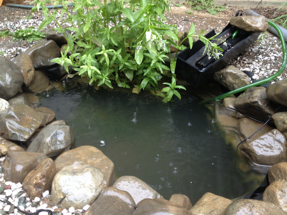 四月中旬の快晴の日は、一日で池の水面がだいたい5ミリ下がる。池の水は外へ漏れていないから（チェック済）、それだけ自然に蒸発しているということだろう。5ミリ下がれば何デシリットルの水分が蒸発しているのかが気になる。池の面積×5ミリで計算できるはずだ。円の面積は半径×半径×円周率で導く。ただしこの池の周囲は変形している。人生あきらめが肝心だ。小さめのバケツで３日に一杯の水を追加してこの池の水量を維持している。そのバケツの容積÷３でも一日の水分蒸発量が計算できる。面倒だからやらない。いま気づいたが、「うちの池」ではなくて「この池」という言い方をした。池が池として自分の中で客体化し、ついに風景になったということだろうか。であるなら、釣りもできるかもしれない。