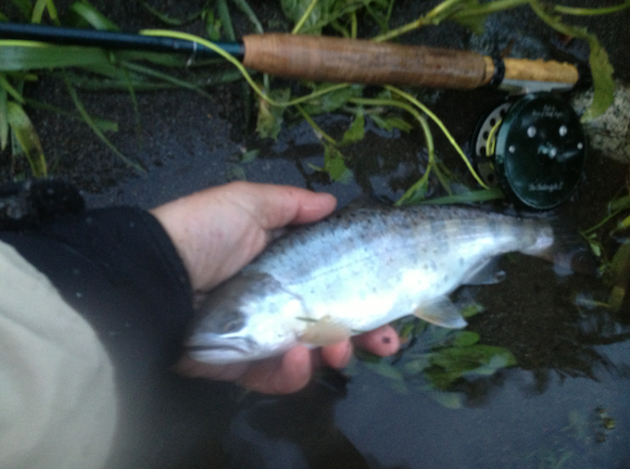 もっと手前に魚をぐいと引き寄せればもっとおっきく見えたはず。ヘラブナみたいな幅広ヤマメでした。