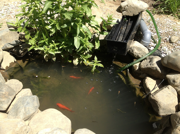 池の水がどんどん澄んできた。ソーラーポンプに接続したろ過装置のおかげもあるのだろう。こんなに水が澄んでいたら中が丸見えで釣趣に欠けるじゃないか、とすこし不満だ。水が濁っている時は、こんなに濁っていては釣りをする気になれない、と文句を言っていた。勝手だ。地元の子どもが池をのぞき込んで「池そろそろ完成かな」と言ってきた。うーん、おじさんはまだクチボソを入れたいんだよ。