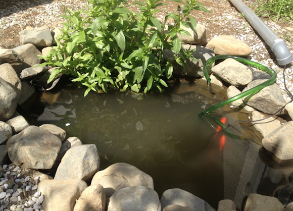 池は無事だった。 わたしの作った池があれくらいの雨でやられるわけはない。 金魚も元気だ。 地球の未来は明るい。