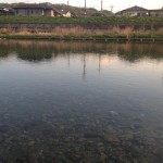 夕方になるとぽつぽつとライズが見られるようになってきた。まだ魚は小さそう。そろそろ四ヶ月ぶりのハヤ竿の出番だねえ。