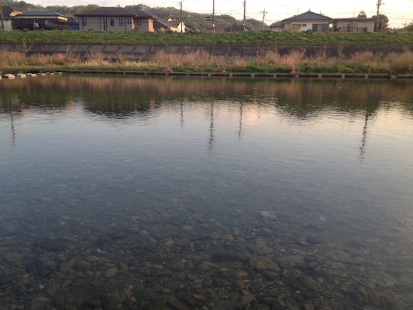 夕方になるとぽつぽつとライズが見られるようになってきた。まだ魚は小さそう。そろそろ四ヶ月ぶりのハヤ竿の出番だねえ。