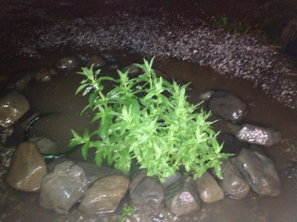 ぼくの池が雨にのみこまれていく。