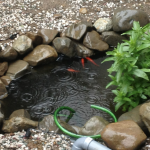 今日は雨降り。昨日までは沈んでどこかへ隠れていた金魚ちゃんたちが、池の表層へ浮いてきている。 あきらかに喜んでいる。魚は雨が好きだ。池を作ると釣りに役立ちます。 じつは、最初に入れた６匹の金魚ちゃんのうち、３匹の金魚ちゃんは、今日の時点ですでに池を去っている。 昨日、9歳児が金魚の釣り堀から新しい金魚ちゃん２匹とコイっこⅠ匹を釣ってきた。池の新しい仲間になった。 だから今の池には、姿は見えないが、魚はこれで金魚ちゃん５匹、コイっこ１匹が池にいることになる。それに浅川から連れてきたアブラハヤの子っこ多数とドジョウ２匹、エビ多数がいる。 いま「金魚ちゃん」などと金魚にちゃん付けしてしまった。 うちの金魚はペットで飼っているのではない。あくまで釣り堀の対象魚だということを忘れちゃだめだ。 でないと釣れなくなってしまうではないか。