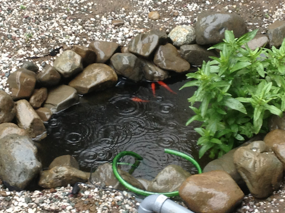 今日は雨降り。昨日までは沈んでどこかへ隠れていた金魚ちゃんたちが、池の表層へ浮いてきている。 あきらかに喜んでいる。魚は雨が好きだ。池を作ると釣りに役立ちます。 じつは、最初に入れた６匹の金魚ちゃんのうち、３匹の金魚ちゃんは、今日の時点ですでに池を去っている。 昨日、9歳児が金魚の釣り堀から新しい金魚ちゃん２匹とコイっこⅠ匹を釣ってきた。池の新しい仲間になった。 だから今の池には、姿は見えないが、魚はこれで金魚ちゃん５匹、コイっこ１匹が池にいることになる。それに浅川から連れてきたアブラハヤの子っこ多数とドジョウ２匹、エビ多数がいる。 いま「金魚ちゃん」などと金魚にちゃん付けしてしまった。 うちの金魚はペットで飼っているのではない。あくまで釣り堀の対象魚だということを忘れちゃだめだ。 でないと釣れなくなってしまうではないか。