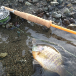 昨日のイブニング、強風が吹き荒れていた河口湖で。6.6ft・＃2の古いグラスロッドに＃4ライン、1号のハリスに＃10のスティミュレーターという釣り雑誌の人とは思えないむちゃくちゃなタックルバランスで、へろへろと15ヤードくらい投げる。しばらくポーズをとった後で水面をずるずる動かすと、20センチ超くらいのブルーギルがもぐもぐと食ってきてくれた。いっときは入れ食い。いやぁ、たのしい。