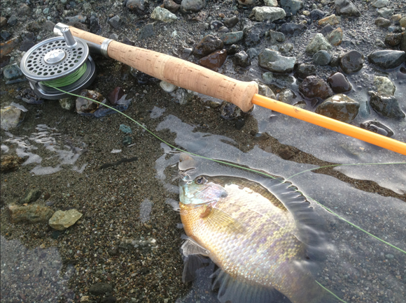 昨日のイブニング、強風が吹き荒れていた河口湖で。6.6ft・＃2の古いグラスロッドに＃4ライン、1号のハリスに＃10のスティミュレーターという釣り雑誌の人とは思えないむちゃくちゃなタックルバランスで、へろへろと15ヤードくらい投げる。しばらくポーズをとった後で水面をずるずる動かすと、20センチ超くらいのブルーギルがもぐもぐと食ってきてくれた。いっときは入れ食い。いやぁ、たのしい。