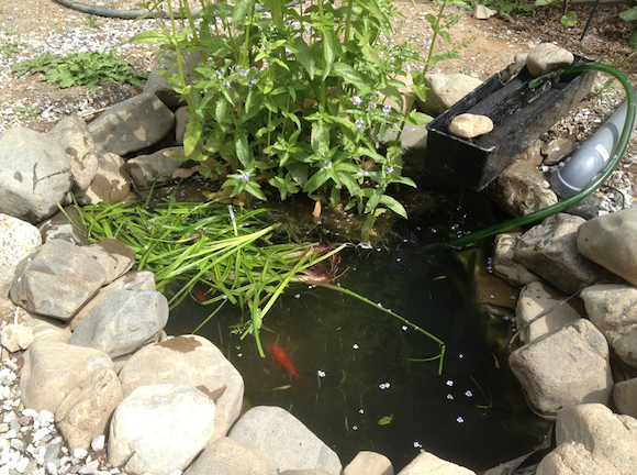 池へ投入。しかしこの状態では池の左端に植えてあるミクロソリウムとマツモ、それによく分からないヒゲ草へ太陽光が届かない。