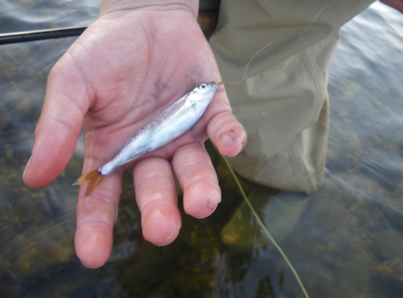 だいたいこれくらいのサイズ。これはわたしが釣った魚。