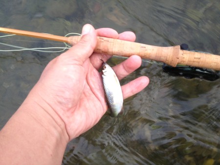 釣れたハヤを見つめる。もし釣りをしていなかったらと思うと、ぞっとするような、わたしの人生です。