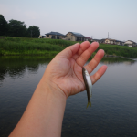 １匹目、釣れたよ。