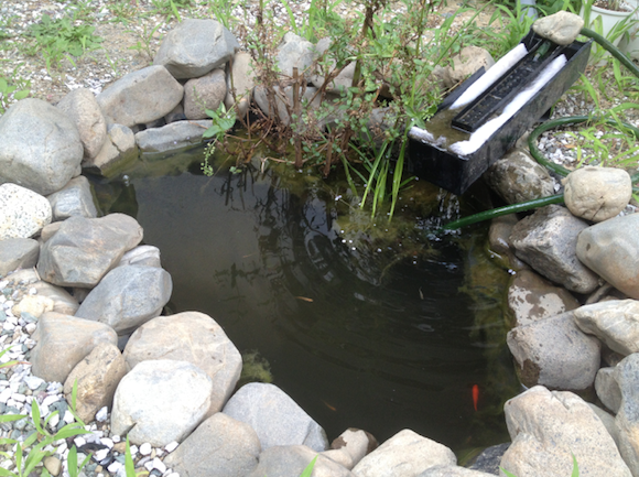 気温37度、陽のあたっている表面水温29度。一日に水深２㎝分が蒸発で消える。こう暑くなると底面フィルターだけではろ過と溶存酸素量が心もとないように感じたので、いったんしまい込んだ上部ろ過装置を再びセットした。底面フィルターの水中ポンプで吸い上げた水を、上部ろ過へ二重で通してみたところ、ぐんぐん水が透き通ってきた。まるでわたしのこころのように。