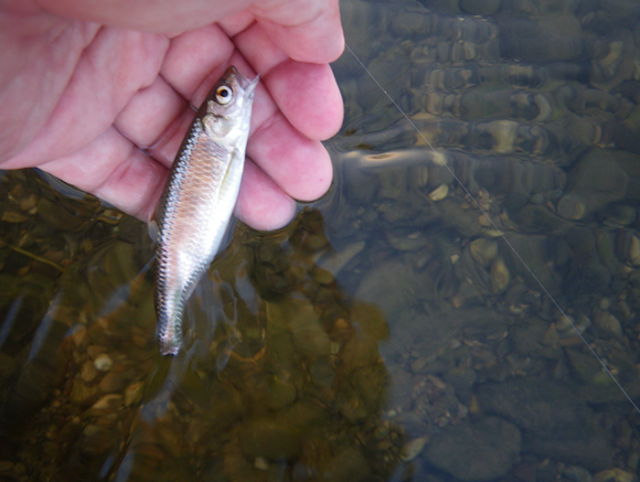 ぎらっぎらっと、メタリックな魚体。「こいつを、あさかわターポンと呼ぼう！」なんて口が裂けてもいわない。ダメ、ぜったい。