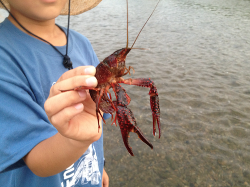 なかなかの大物だ。でかした、近所の子ども。