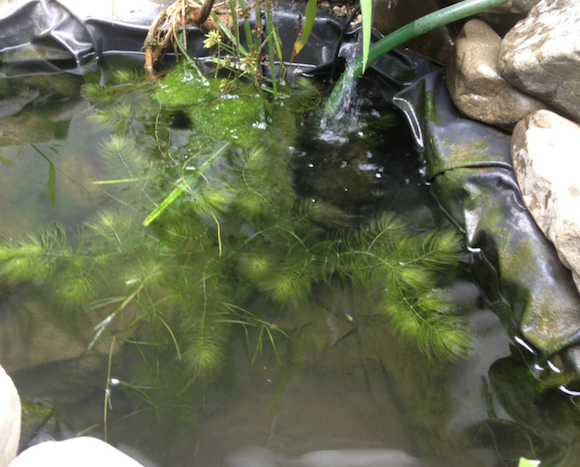 常に差し水しているので水質はひじょうにきれいだ。夏越しを心配していた銀バヤたちの状態もいい。彼らは彼らの明日の命がわたしの水足しにかかっていることを知らない。