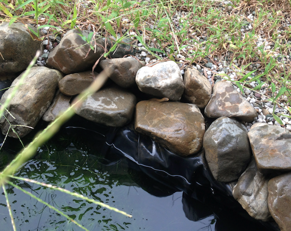 あとでうちの人が「うちの池にヘビがいたんです。」と近所のおばあちゃんに報告したら、「あら、あんたそれは縁起がいいわ。」と言われたらしい。水が漏れ気味のわたしの池にヘビがきたんです。