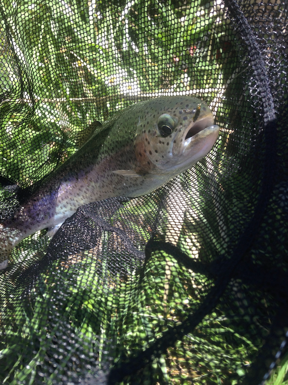 「適当に魚の前に落としてフライを流して、へんなふうに魚が動いたから、あわせてみたらかかった」とのこと。フライは？と聞いたら「もさもさしたの」。なんだよ、それ、ってよく見たら、わたしがあげたクロスオーストリッチの＃17じゃん。フライがヨカッタんだな。いやいや、釣ったあなたのセンスです。