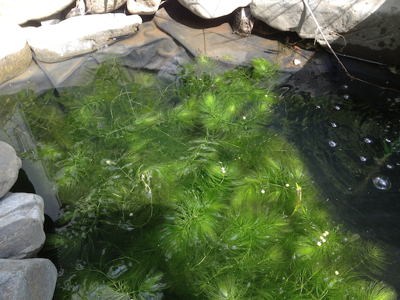 まるで不治の持病のようになってしまっていた水漏れするうちの池だが、縁のちょっとした修繕工事だけでなんとかなるような雰囲気がしてきた。もう少し様子を見よう。夏を越して今いちばん勢いがある水草はマツモだ。水漏れのために頻繁に水を足しているせいもあるのかもしれない。水漏れの前は正直、アオミドロみたいのが優先種だった。小さな小さなわたしの池の生態系。半年ぶりに池の底でドジョウを発見。おう、元気だったか。お前、でかくなったな。