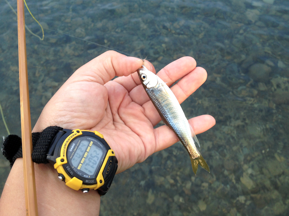 こんなに美しい魚を歩いて２分の川でその気になれば毎日釣れるわたしはほんとにシアワセ者です。