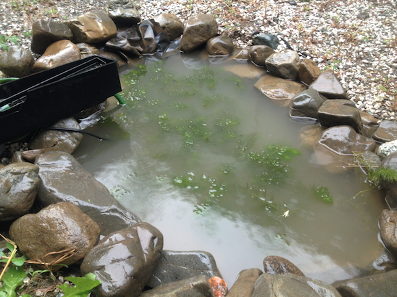 釣りして帰ってきたら池がこんなことに。アンビリーバボー。