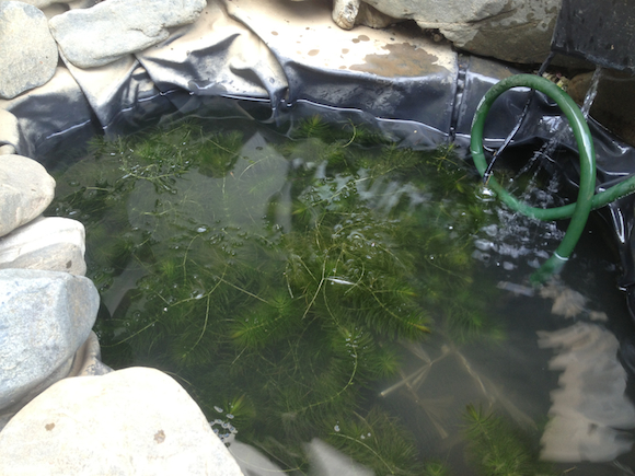 ヘビは来るわ、カワセミは来るわ。