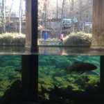 山梨県立富士湧水の里水族館（森の水族館）へ。ここの魚はいつ来ても状態がよろしくない。病魚率が異様に高いのが気にかかって、あんまり癒されない。子どもらが水槽へギュウギュウに詰め込まれた魚を見て「お魚たくさん」と喜んでるのが余計につらい。