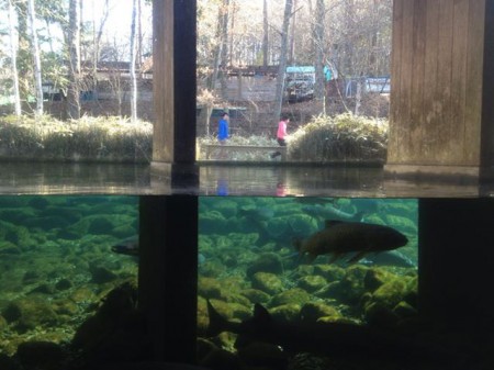 山梨県立富士湧水の里水族館（森の水族館）へ。ここの魚はいつ来ても状態がよろしくない。病魚率が異様に高いのが気にかかって、あんまり癒されない。子どもらが水槽へギュウギュウに詰め込まれた魚を見て「お魚たくさん」と喜んでるのが余計につらい。