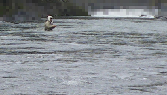 ディーーーープな友人の、ディーーーープなウエーディング。湖じゃないから。川だから。降雨。増水。白濁り。この状態で、20ヤード先の巻き返しの向こうのヨレで起きるライズを＃３ロッドで狙っている。