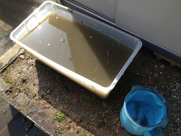 旧池からくみ出した水は衣装ケースの中にためた。新池の水がおちつくまで、生き物を仮に移し入れておく。このドロドロした水が、生き物のためにはたいへん重要。天文学的な量のバクテリアだの細菌だのちっこい生き物がこの中にうようよいるに違いない。旧池で一年かけてこの水を作ったのだ。