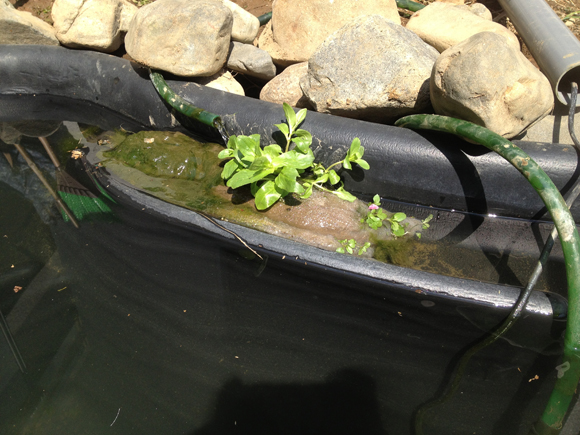 旧池の濾過器へ勝手に芽吹いた草を移植した。緑が一つ入るだけで、さーびしかったぼーくの池が明るくなーあったぁ。（定番）