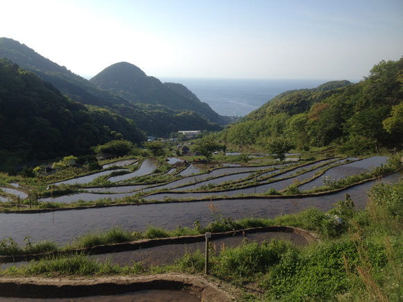 以前から見てみたいと願っていたこの地域名物の見事な棚田風景。有志、地域が協力して維持している様子。オタマとニホントカゲがうじゃうじゃ。