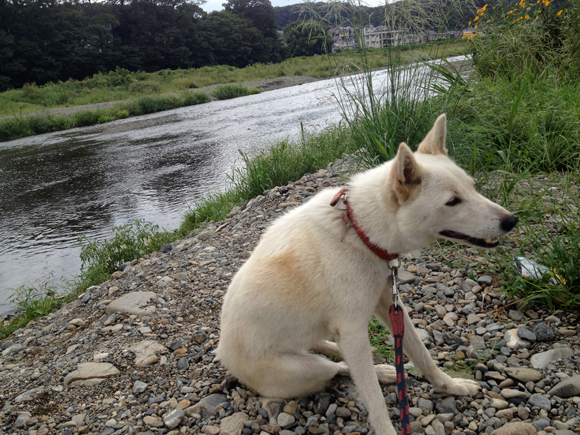 犬がじゃまですが後ろが川です。