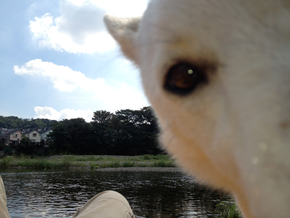 犬がじゃまですが後ろが川です。寝転んだら舐められたところ。