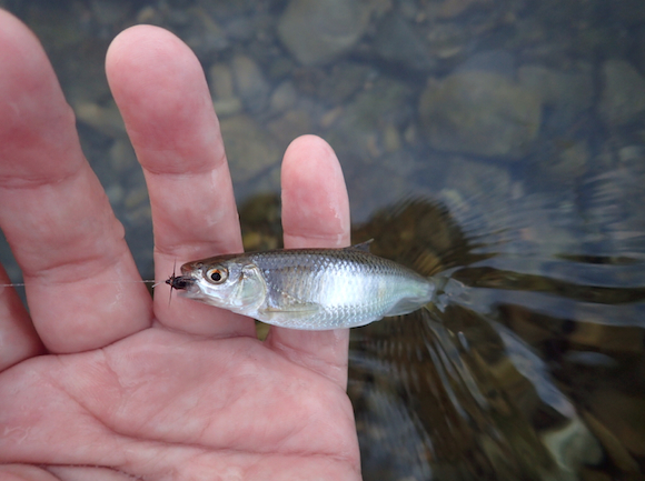 黒いのにかえたら、とたんに、立てつづけにきた。