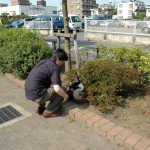 2004年、仙川駅前にて。キジ、アメリカオシドリのj夫婦の剥製をなぜか花壇に置くという、あまりにも怪しい動きをしているカブラー斉藤氏。いま思うとよく捕まらなかった。