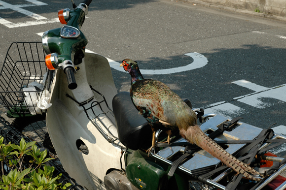 愛車のカブ号へキジを乗せてみた。