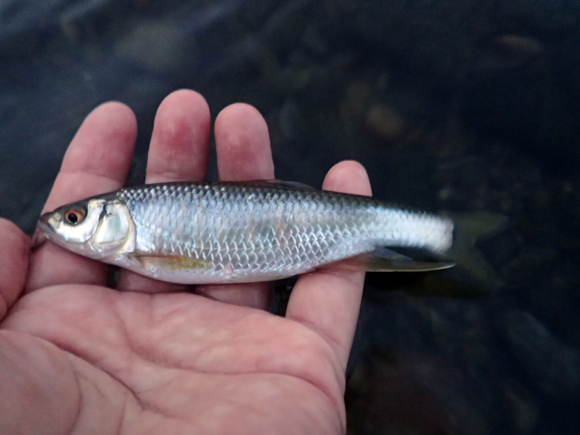 この子はたぶん、今年の記録魚。竹竿の先がぎゅんぎゅん引き込まれてたいへん気持ちよかった。あさ川のヤマベは数・型ともに今からひと月が最盛期でしょう。 