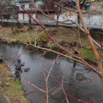 2015年の渓流解禁日は、第104号の納品がてら養沢毛鉤専用釣場へ。写真の方は氷雨の中をあくまで水面でミッジで入れ食い。かなりのすご腕とお見受けした。声をおかけしたら穏やかににこやかに対応してくれた。こういう大人なフライマンにわたしもなりたい。