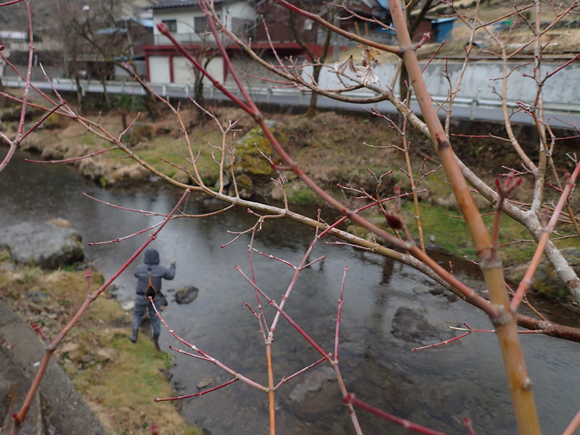 2015年の渓流解禁日は、第104号の納品がてら養沢毛鉤専用釣場へ。写真の方は氷雨の中をあくまで水面でミッジで入れ食い。かなりのすご腕とお見受けした。声をおかけしたら穏やかににこやかに対応してくれた。こういう大人なフライマンにわたしもなりたい。