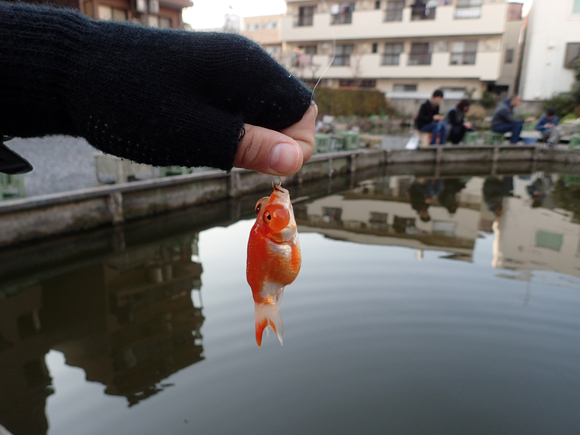 めずらしいのも。