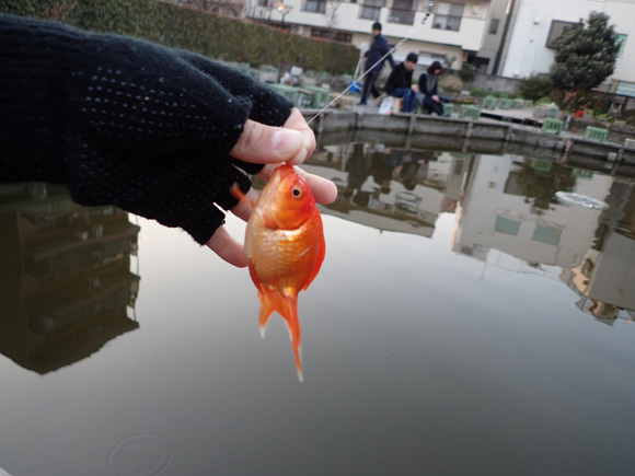 巨大リュウキン（みたいなの）まで