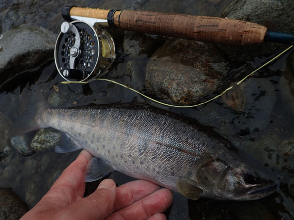 超激戦区のこの川で真っ昼間にライズを狙ってドライでたくさん釣れた。わたしは魚のサイズは気にしないけどこの魚は28センチだった。