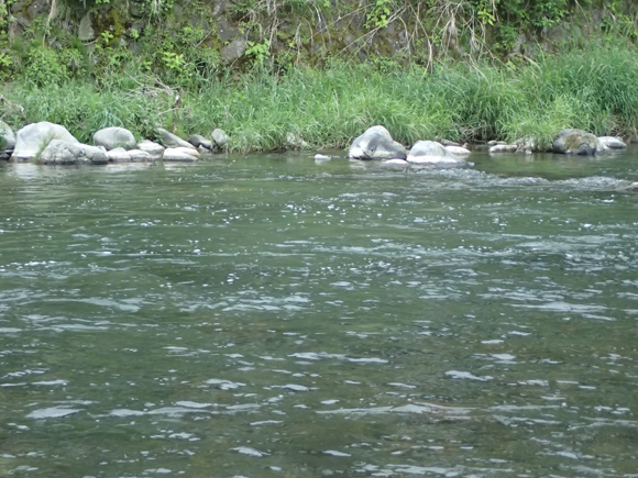 今日の川はこんな感じ。なぜか一昨日よりも増水気味。あかるいうちはみごとにライズも魚っけもなーんにもなし。