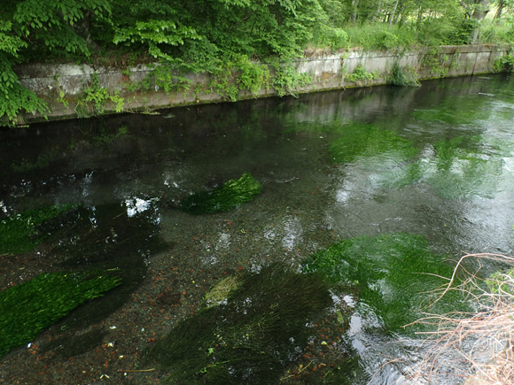 2011年の大水のあと、ようやく水草も復活してきた。江戸屋の釣り堀が埋め立てられていたのにはびっくり。どれだけ来ていないんだろう。フライフィッシング雑誌の人とは思えない。