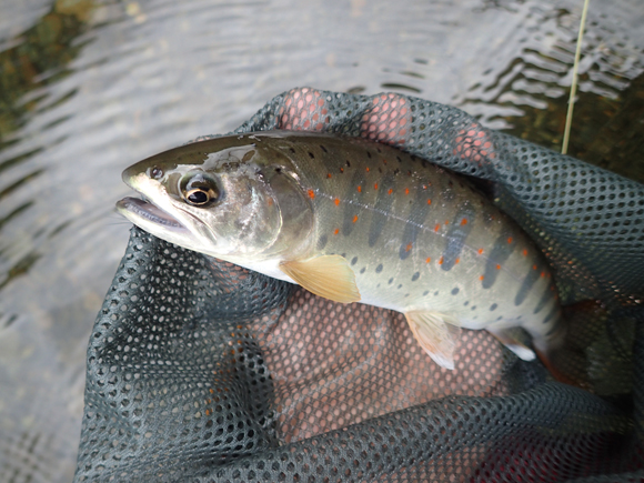 東京の人間にとってアマゴはちょっととくべつ。そのとくべつな魚がばんばんでる。