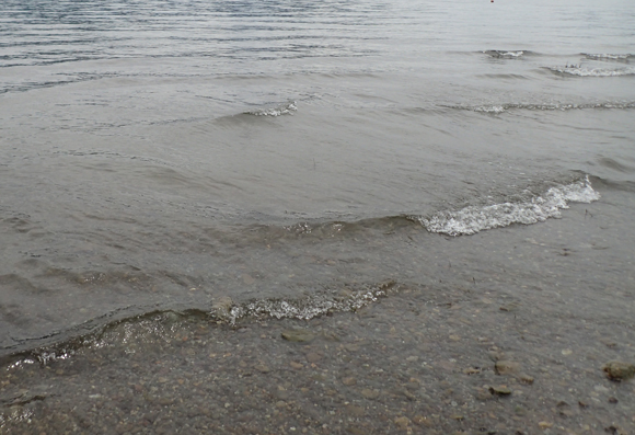 こんな感じの水通しの良い浅い砂地がハスもニゴイも大好き。人間も大好き。短パンで入る。