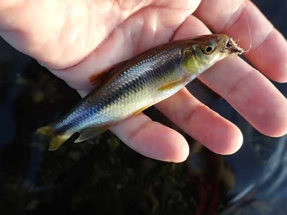 黒のクロスオーストリッチ・ボディにエルクを乗せたドライに食ってきたカワムツ。昨日は完全に浮いている方がよかった。