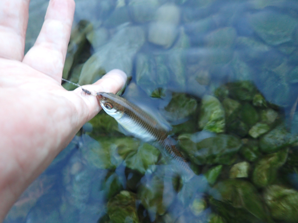 釣り方を工夫したらふつうに釣れた。